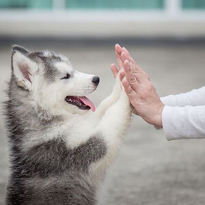 Pet Trusts Services in Sand Lake Michigan - Experienced Pet Trusts Lawyer - Mateskon Law